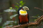 red-breasted toucan