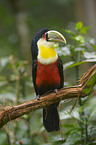 red-breasted toucan