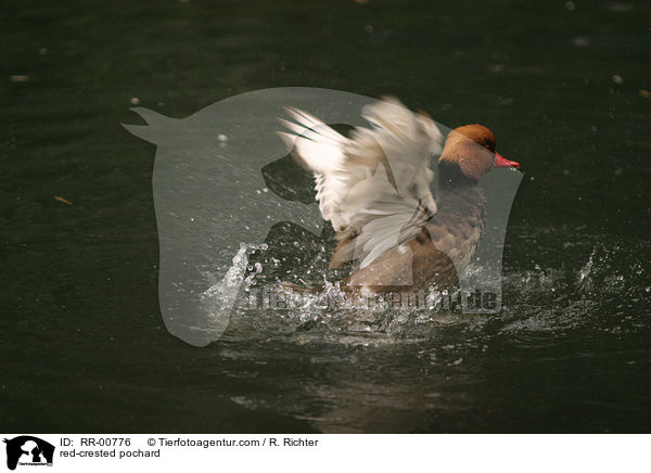 Kolbenente / red-crested pochard / RR-00776