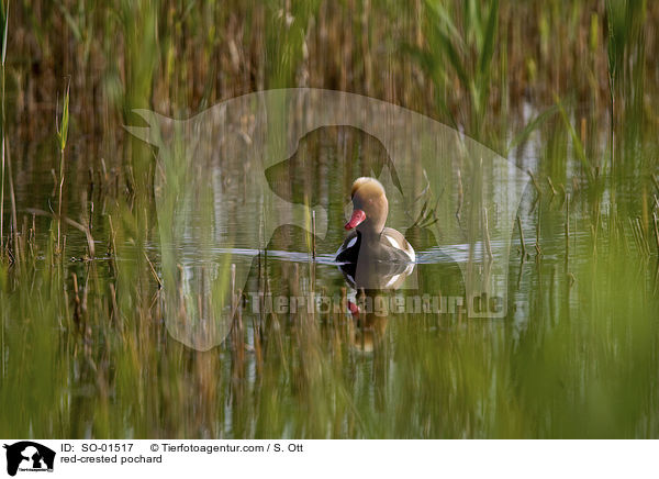 red-crested pochard / SO-01517