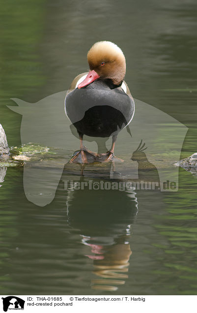 Kolbenente / red-crested pochard / THA-01685