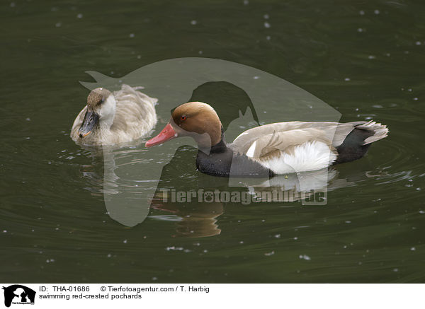 schwimmende Kolbenenten / swimming red-crested pochards / THA-01686