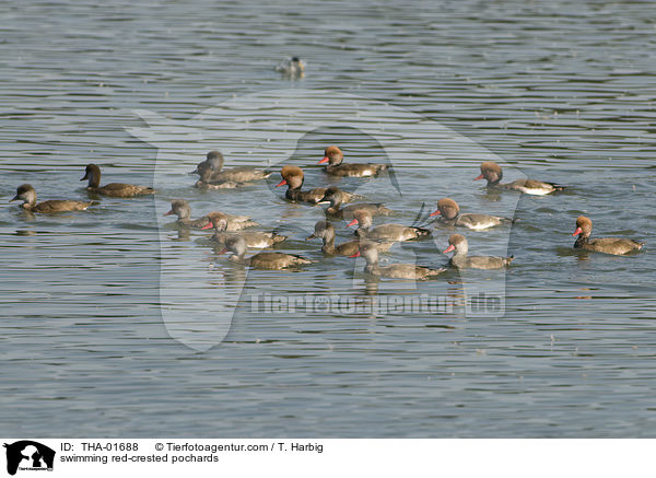 schwimmende Kolbenenten / swimming red-crested pochards / THA-01688