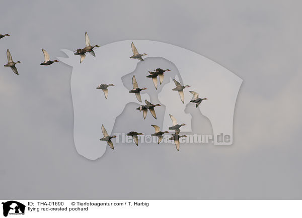 fliegende Kolbenenten / flying red-crested pochard / THA-01690