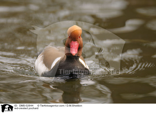 Kolbenente / red-crested pochard / DMS-02644