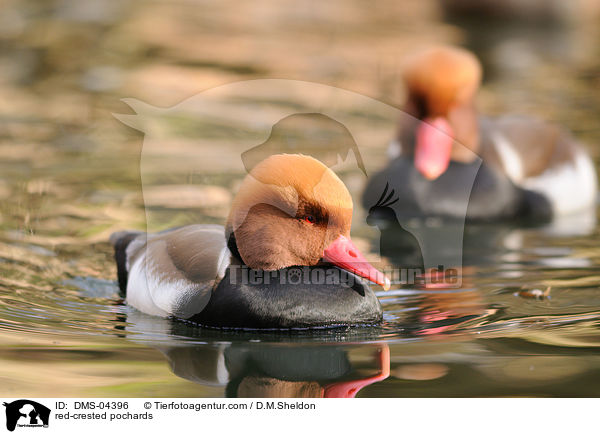 Kolbenenten / red-crested pochards / DMS-04396