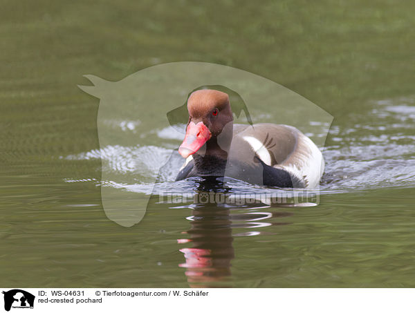 Kolbenente / red-crested pochard / WS-04631