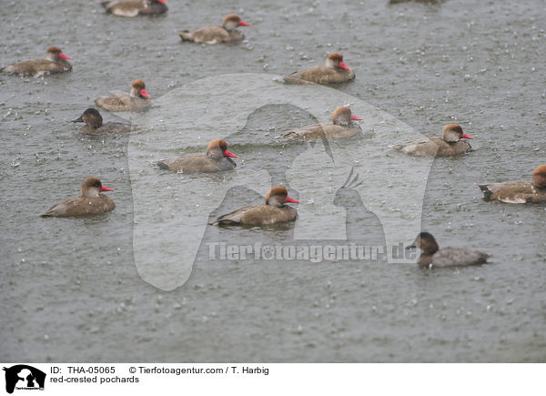 Kolbenenten / red-crested pochards / THA-05065