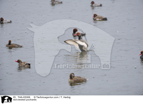 Kolbenenten / red-crested pochards / THA-05066