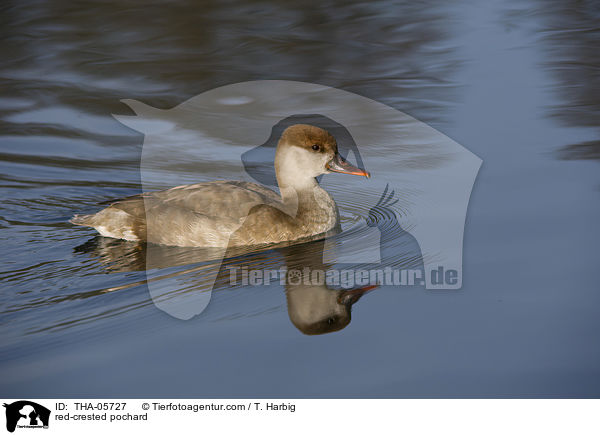 red-crested pochard / THA-05727