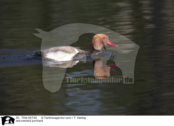 Kolbenente / red-crested pochard / THA-05730