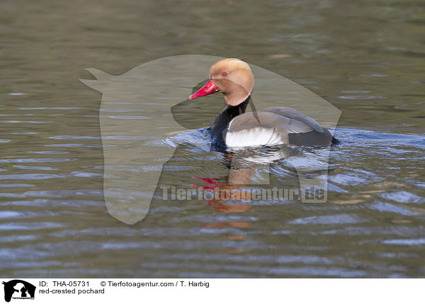 red-crested pochard / THA-05731