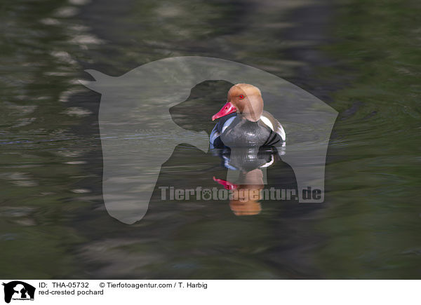 Kolbenente / red-crested pochard / THA-05732