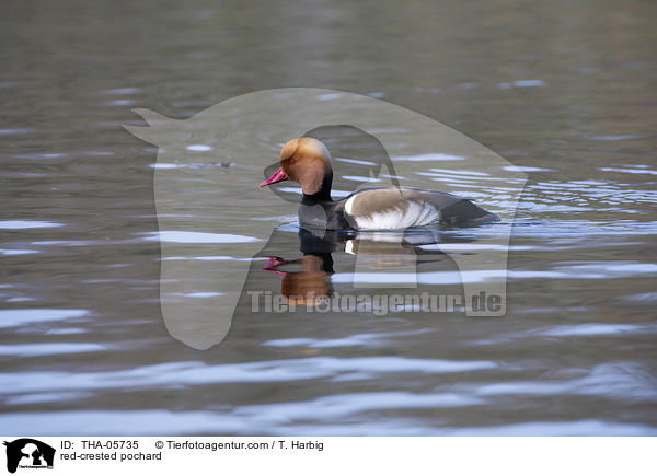 Kolbenente / red-crested pochard / THA-05735