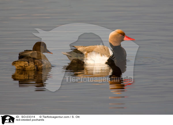 Kolbenenten / red-crested pochards / SO-03314