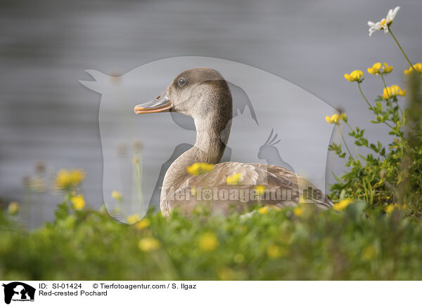 Red-crested Pochard / SI-01424