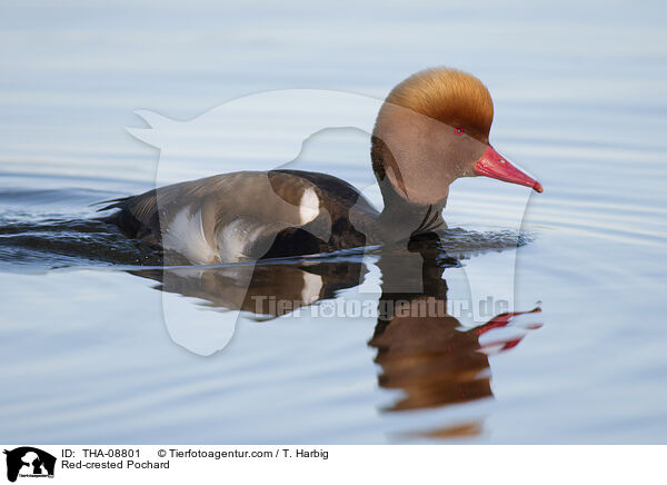 Red-crested Pochard / THA-08801