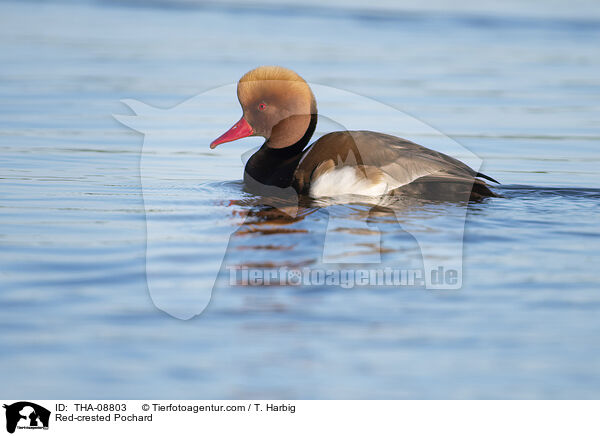 Red-crested Pochard / THA-08803