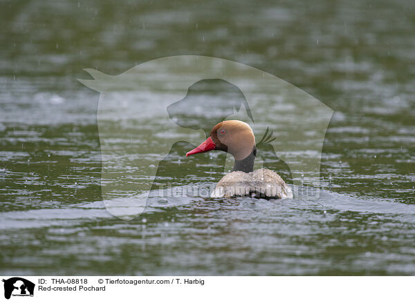 Red-crested Pochard / THA-08818