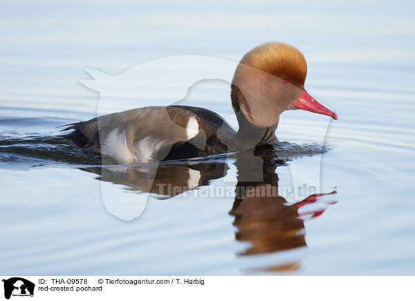 Kolbenente / red-crested pochard / THA-09578