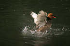 red-crested pochard