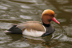 red-crested pochard