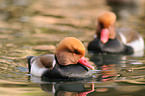 red-crested pochards