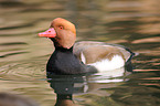 red-crested pochard