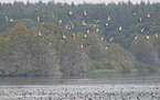 red-crested pochards