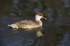 red-crested pochard