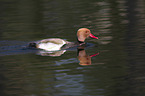 red-crested pochard