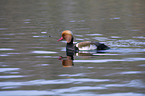 red-crested pochard