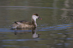 red-crested pochard