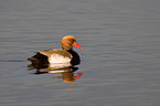 red-crested pochard