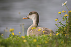 Red-crested Pochard