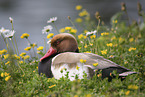 Red-crested Pochard