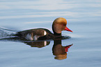 Red-crested Pochard