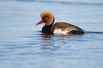 Red-crested Pochard