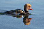 Red-crested Pochard