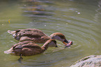 red-crested pochards