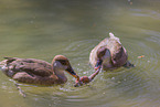 red-crested pochards