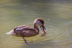 red-crested pochard