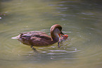 red-crested pochard