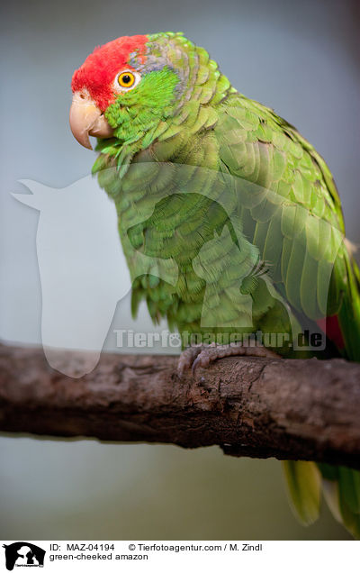 green-cheeked amazon / MAZ-04194