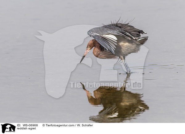 reddish egret / WS-06968