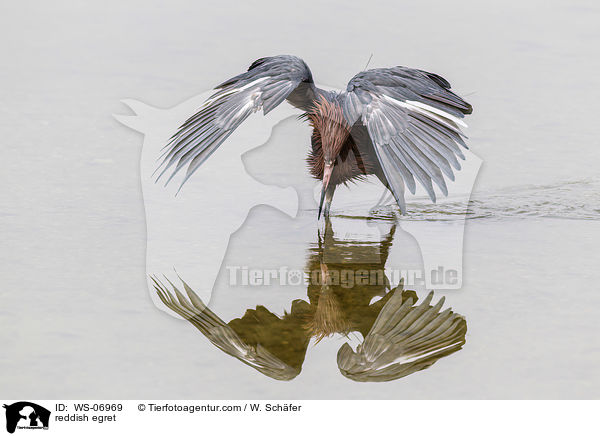 reddish egret / WS-06969