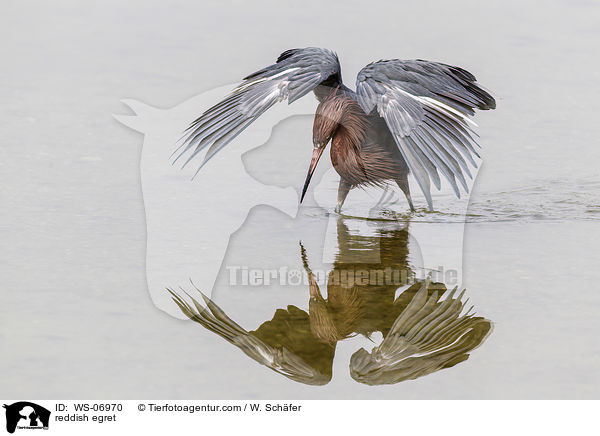 Rtelreiher / reddish egret / WS-06970