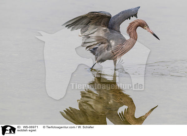 Rtelreiher / reddish egret / WS-06971