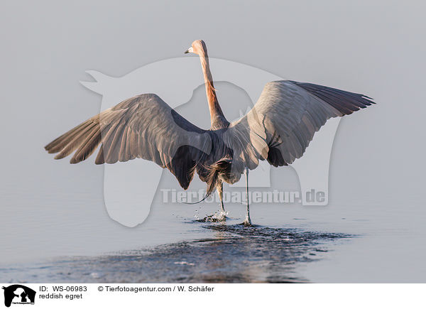 Rtelreiher / reddish egret / WS-06983