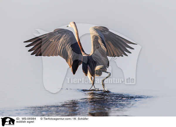 Rtelreiher / reddish egret / WS-06984